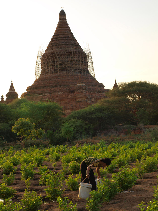 11 Bambu Scafolding In Bagan Myanmar